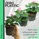 Pelargonium Toscana Dolce Vita Anne or Smart Carla Plant