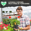 Pelargonium Toscana Dolce Vita Anne or Smart Carla