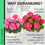 Pelargonium Toscana Dolce Vita Anne or Smart Carla