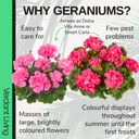 Pelargonium Toscana Dolce Vita Anne or Smart Carla Plant