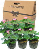 Pelargonium Toscana Dolce Vita Anne or Smart Carla Plant