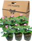 Pelargonium Toscana Dolce Vita Anne or Smart Carla