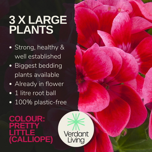 Care information card for a Calliope geranium, cerise-pink flowers with darker veining shown alongside