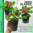 Geranium Pretty Little Pink Splash Plants