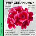 Geranium Pretty Little Pink Splash Plants