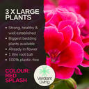Geranium Calliope M Red Splash Plant