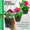 Geranium Calliope M Red Splash Plant