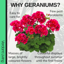 Geranium Calliope M Red Splash Plant