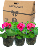 Geranium Calliope M Red Splash Plant