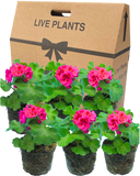 Geranium Calliope M Red Splash Plant