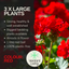 Pelargonium Toscana Dolce Vita Mylena or Gisela or Smart Senna