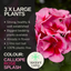Geranium Calliope M Rose Splash