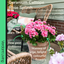 Geranium Calliope M Rose Splash