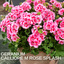 Geranium Calliope M Rose Splash