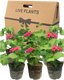 Geranium Calliope M Rose Splash