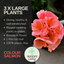 Pelargonium Toscana Dolce Vita Emma or Smart Lenja