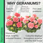 Pelargonium Toscana Dolce Vita Emma or Smart Lenja