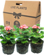 Pelargonium Toscana Dolce Vita Emma or Smart Lenja