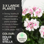 Pelargonium Toscana Dolce Vita Stella