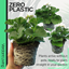 Pelargonium Toscana Dolce Vita Stella