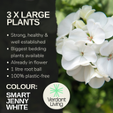 Pelargonium Toscana Smart Jenny Plant