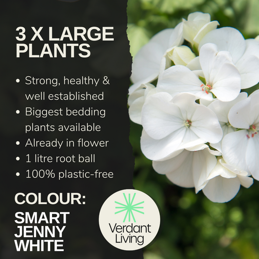 Care information card for Smart Jenny White, a head of pure white pelargonium flowers
