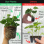 Pelargonium Toscana Smart Jenny