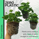 Pelargonium Toscana Smart Jenny Plant