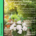 Pelargonium Toscana Smart Jenny Plant