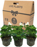 Pelargonium Toscana Smart Jenny Plant