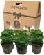 Pelargonium Toscana Smart Jenny
