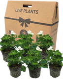 Pelargonium Toscana Smart Jenny Plant