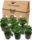 Pelargonium Toscana Smart Jenny