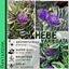 Hebe Variegata