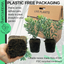 Hebe Variegata