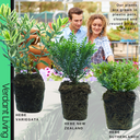 Hebe Variegata Plant
