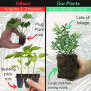 Hebe Variegata Plant