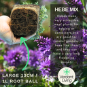 Hebe Variegata Plant