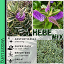 Hebe Variegata Plant