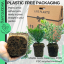 Hebe Variegata Plant
