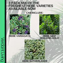 Hebe Variegata Plant