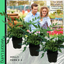 Holly Fern
