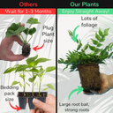 Holly Fern Plant