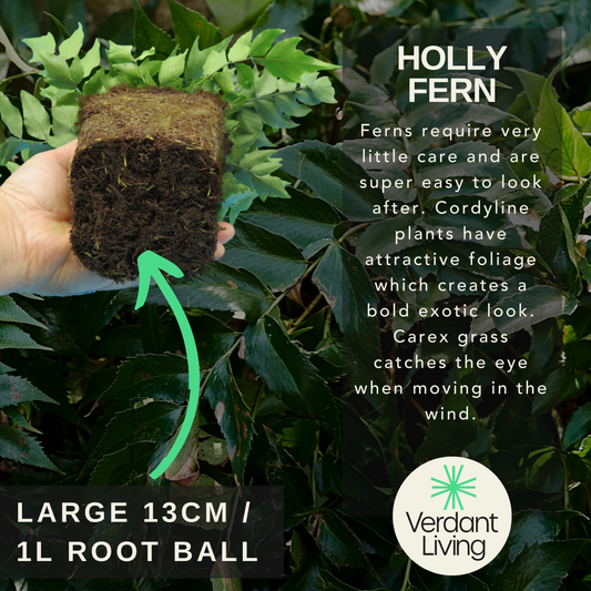 Cyrtomium falcatum (Japanese Holly Fern) – Evergreen Fern (Set of 3 or 6)