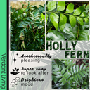 Holly Fern Plant