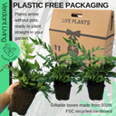 Holly Fern Plant