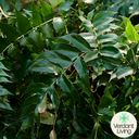 Holly Fern Plant