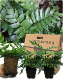 Holly Fern Plant