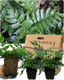 Holly Fern