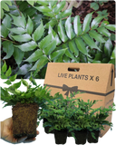 Holly Fern Plant